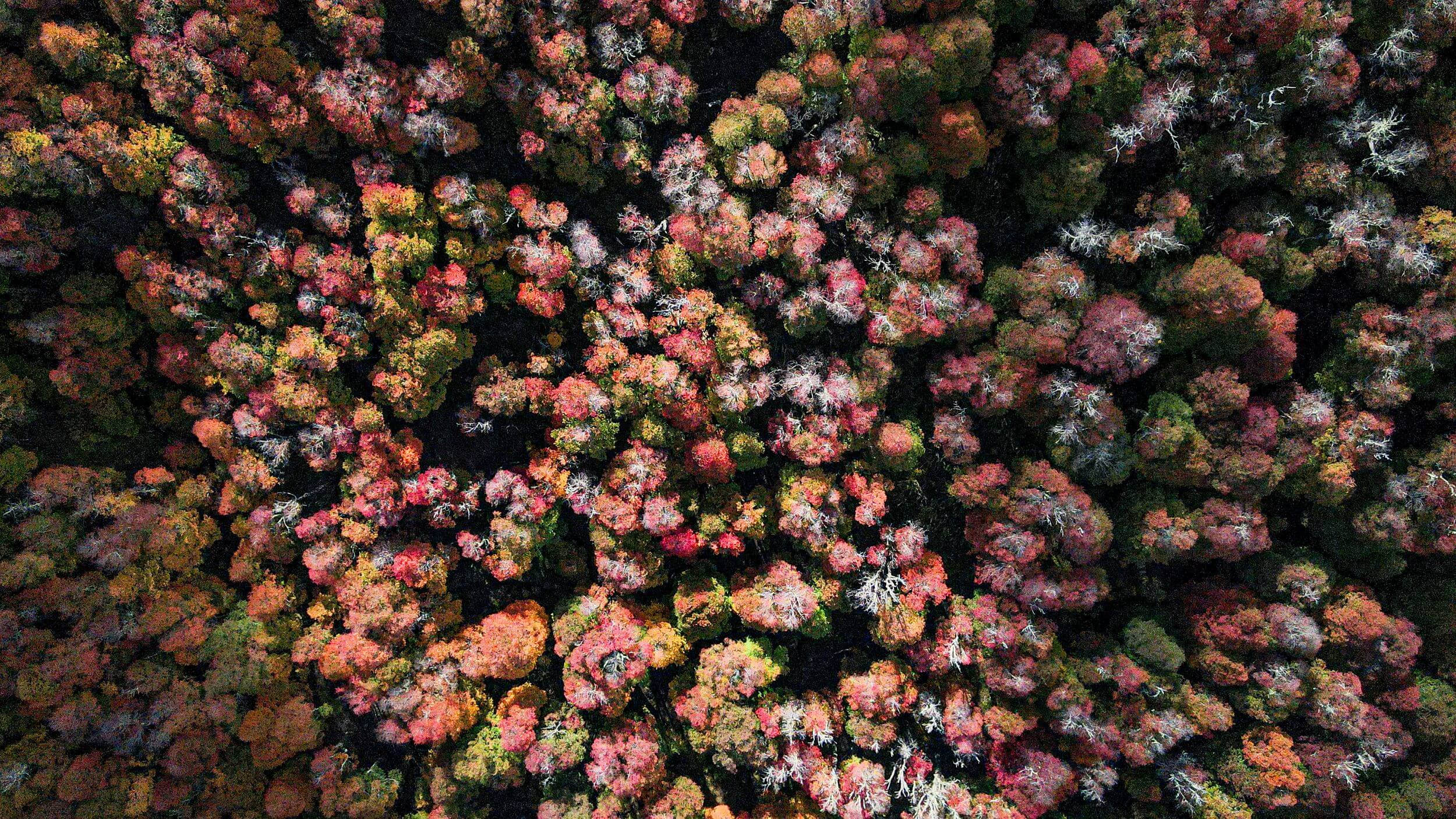 Aerial forest view